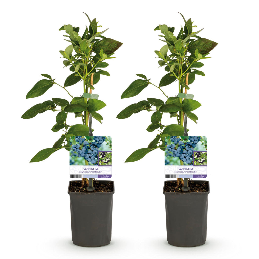 Fruitplant - Bosbes -  Vaccinium corymbosum Goldtraube -  Blauwe bes - Doornloos - 2 planten -  Pot 11cm Hoogte 40cm