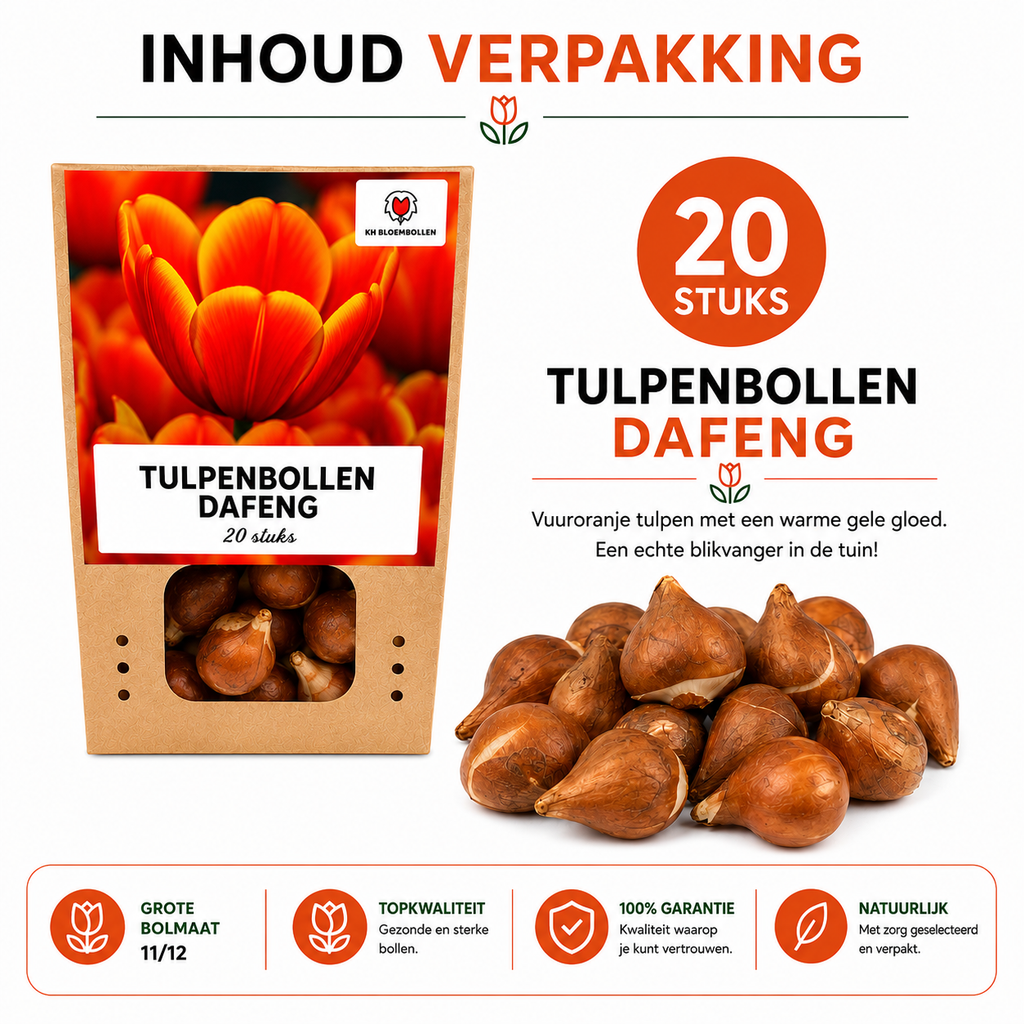 Tulpenbollen Dafeng – 20 Stuks | KH Bloembollen® | Oranje Tulp – Grootbloemig & Elegant – Voor Tuin of Pot – Maat 11/12 – Vers van de Teler!