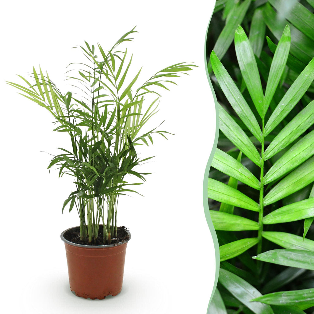 Kamerplant - Chamaedorea elegans - Goudpalm - Huisdiervriendelijke Plant - Groen - 1 Plant - Pot 12cm - Hoogte 15cm