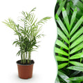 Kamerplant - Chamaedorea elegans - Goudpalm - Huisdiervriendelijke Plant - Groen - 1 Plant - Pot 12cm - Hoogte 15cm