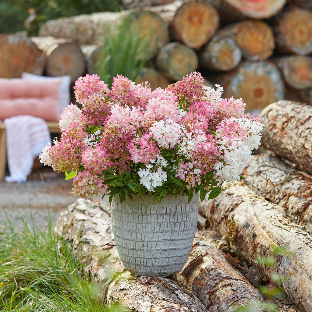Tuinplant - Hydrangea panniculata Groundbreaker Blush - Pluimhortensia - Winterhard - Roze - 4 Planten - Pot 14cm - Hoogte 20-25cm