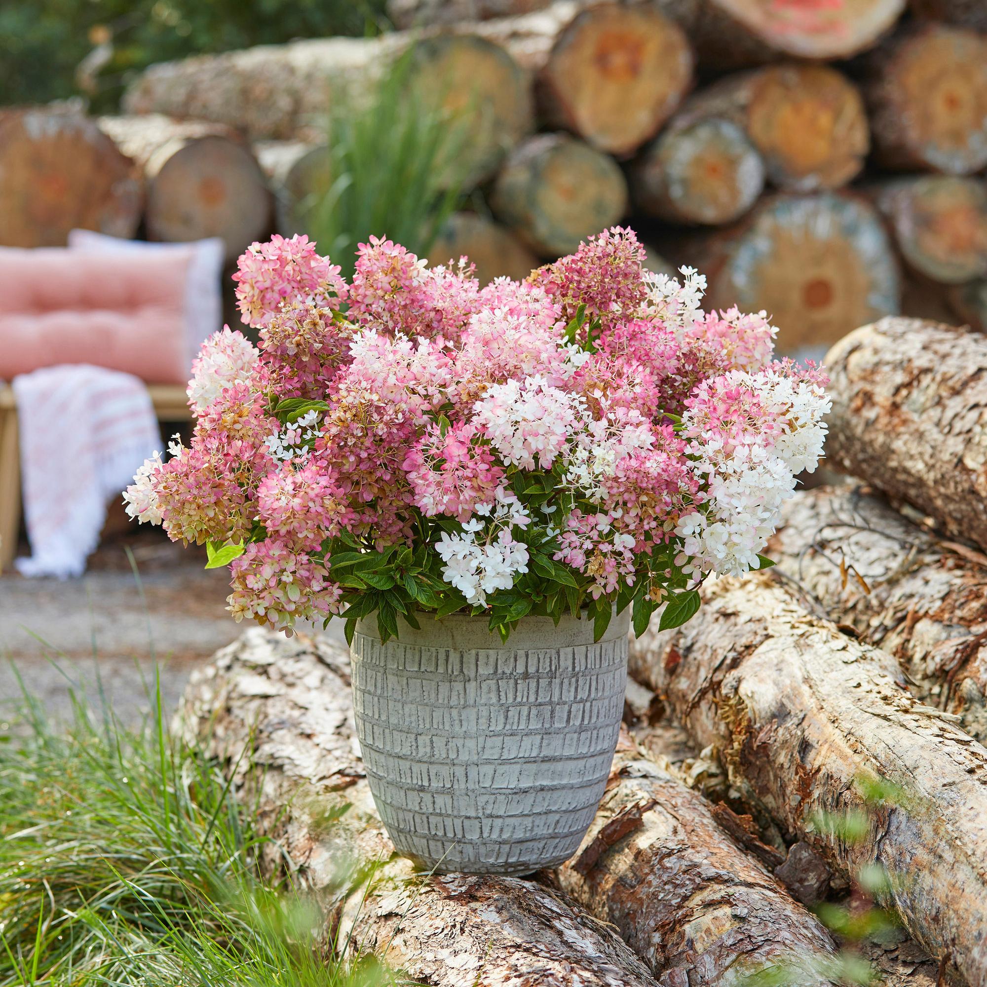 Tuinplant - Hydrangea panniculata Groundbreaker Blush - Pluimhortensia - Winterhard - Roze - 4 Planten - Pot 14cm - Hoogte 20-25cm