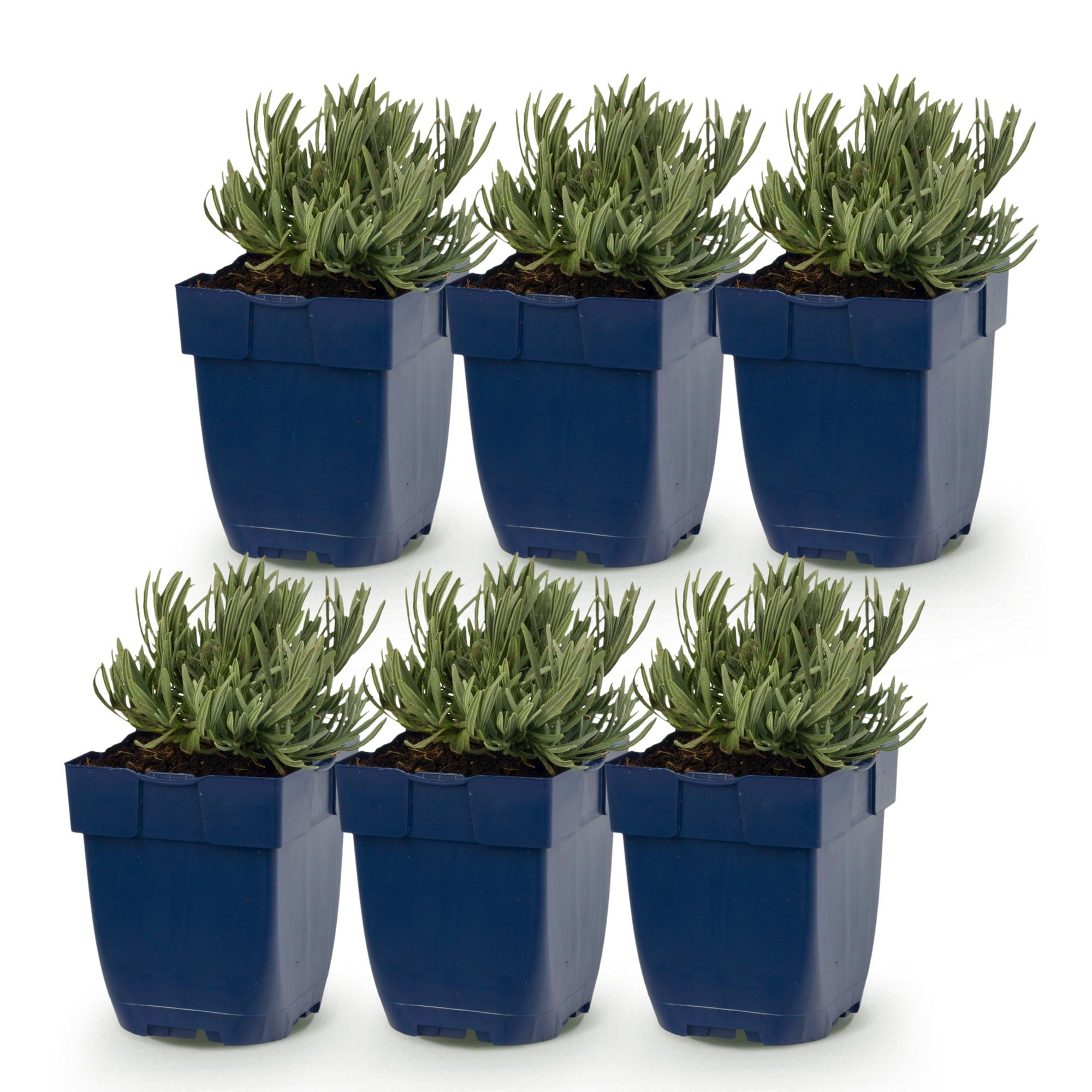 Vasteplant - Lavandula Tricolour - Lavendel - Geurend - Blauw - Roze - Wit - 6 Planten - Pot 11cm - Hoogte 15-25cm