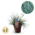 Siergrassen - Festuca glauca Intense Blue  - Blauw - 2 Planten - Bladhoudend - Weinig Onderhoud - Pot 17cm Hoogte 50cm
