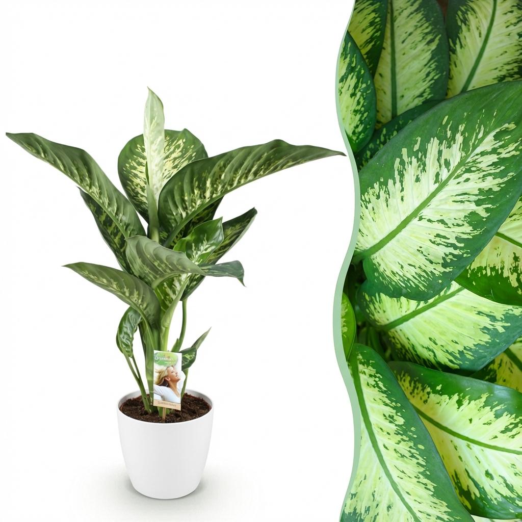 Kamerplanten - Diefenbachia Tropic Snow - Dieffenbachia - Weinig onderhoud - Groen - 1 Plant - met Potter Wit - Pot 21cm - Hoogte 90-100cm