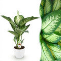 Kamerplanten - Diefenbachia Tropic Snow - Dieffenbachia - Weinig onderhoud - Groen - 1 Plant - met Potter Wit - Pot 21cm - Hoogte 90-100cm