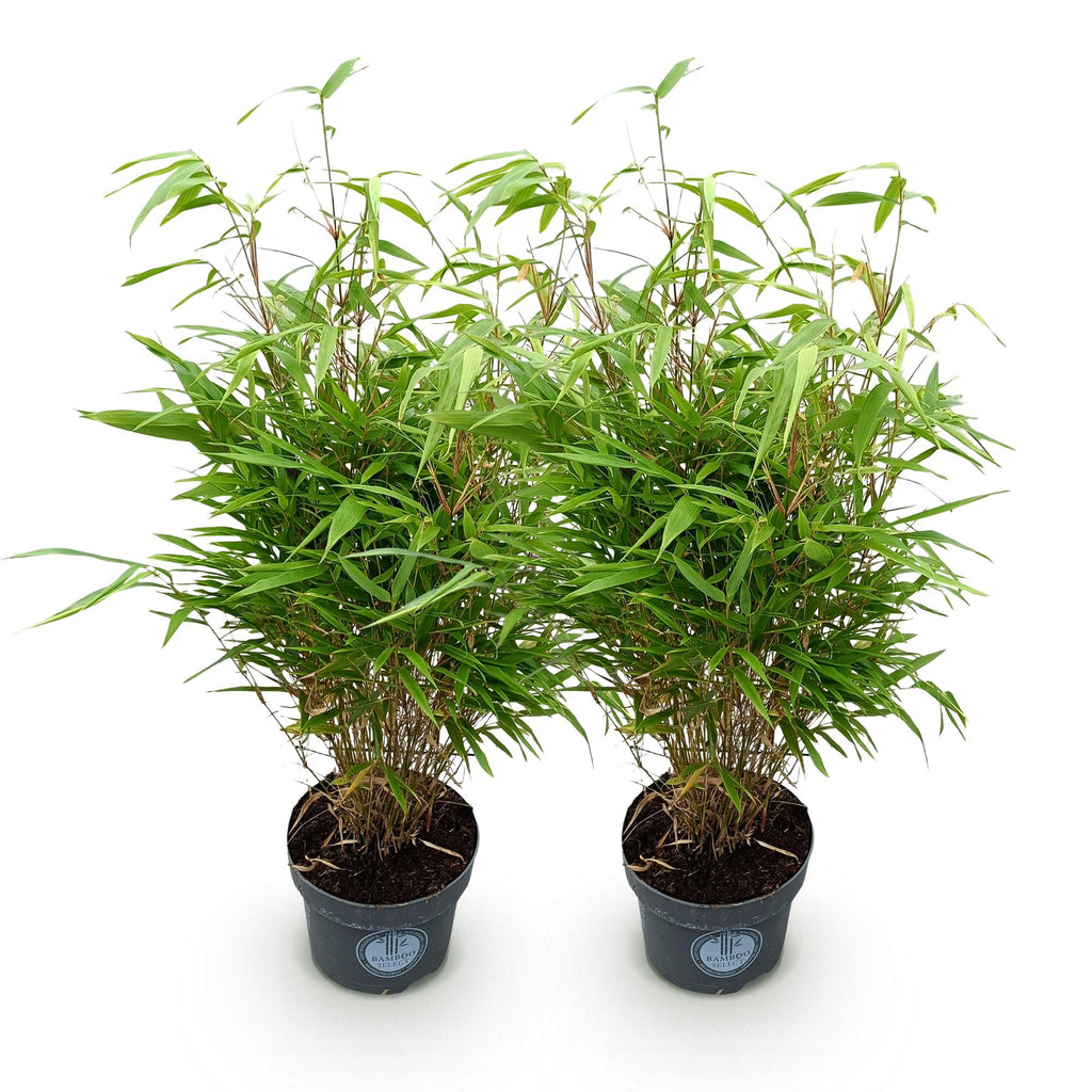 Grassen - Fargesia Rufa - Niet Woekerende Bamboe - Bladhoudend - Groen - 2 Planten - Pot 23 cm - Hoogte 80 cm