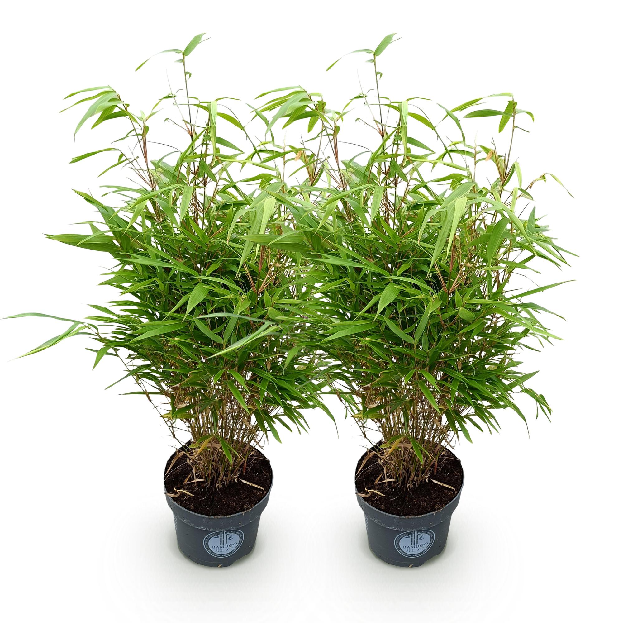 Grassen - Fargesia Rufa - Niet Woekerende Bamboe - Bladhoudend - Groen - 2 Planten - Pot 23 cm - Hoogte 80 cm