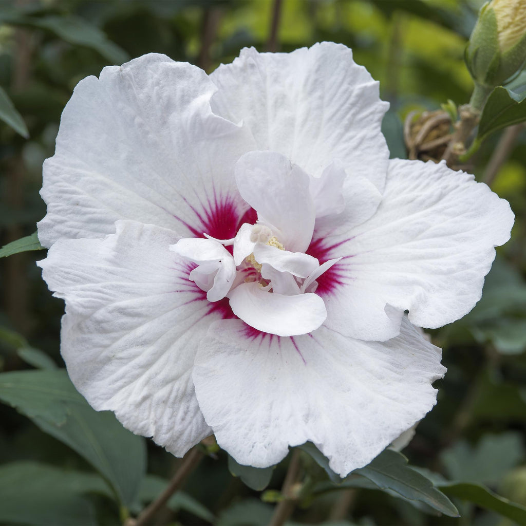 Plante sur Tige - Hibiscus syriacus Starburst Chiffon® - Plante de Terrasse - Feuilles Caduques - Résistant à l'Hiver - Fleur Blanc-Rose - Pot 19cm Hauteur 90cm