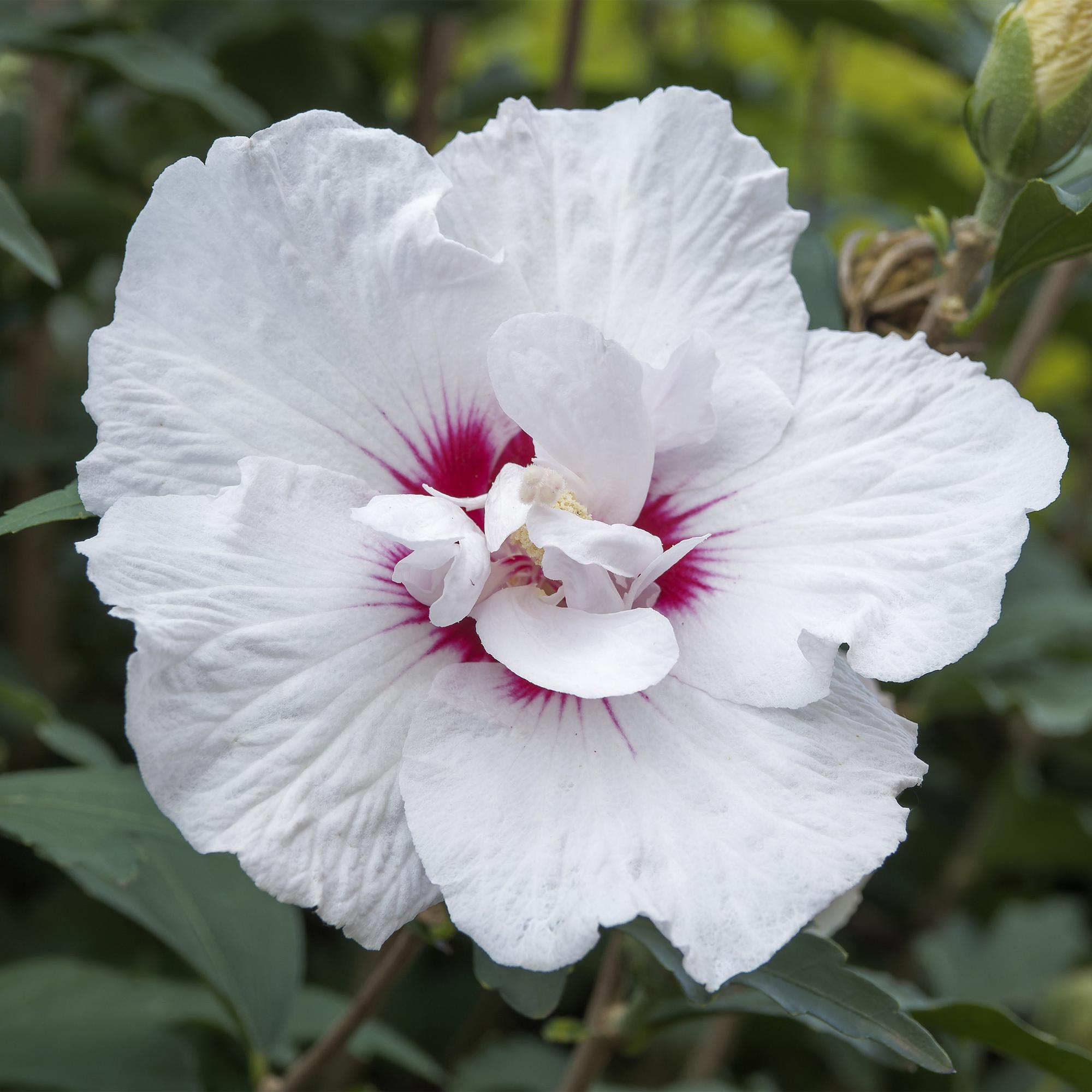 Plante sur Tige - Hibiscus syriacus Starburst Chiffon® - Plante de Terrasse - Feuilles Caduques - Résistant à l'Hiver - Fleur Blanc-Rose - Pot 19cm Hauteur 90cm