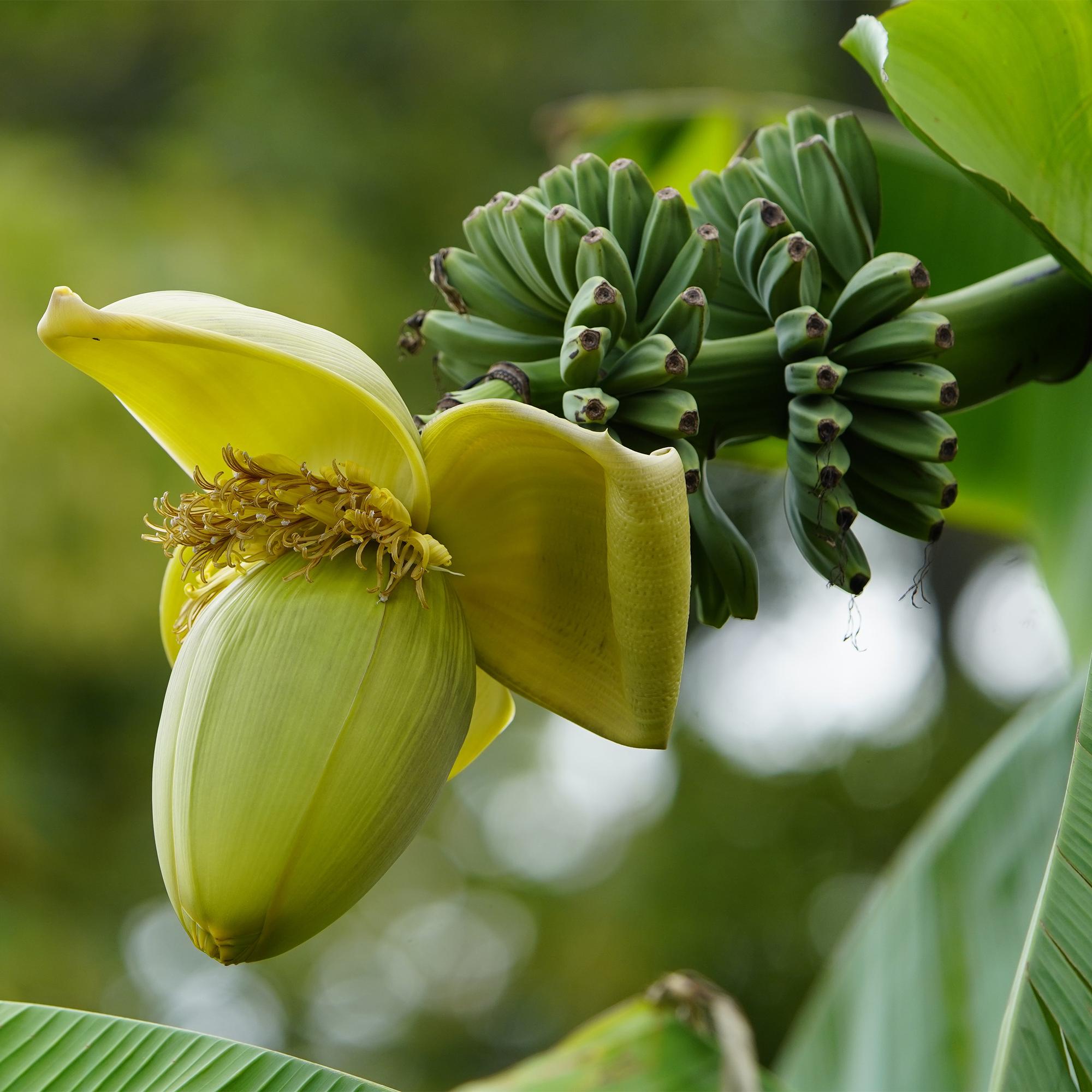 Fruitplant - Bananen plant - Musa Basjoo - Winterhard - 2 planten - Pot 17cm Hoogte 40cm
