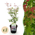 Terrasplant - Japanse Esdoorn - Acer palmatum Phoenix - Roze - 2 Planten - Bladverliezend - Pot 19cm Hoogte 70cm