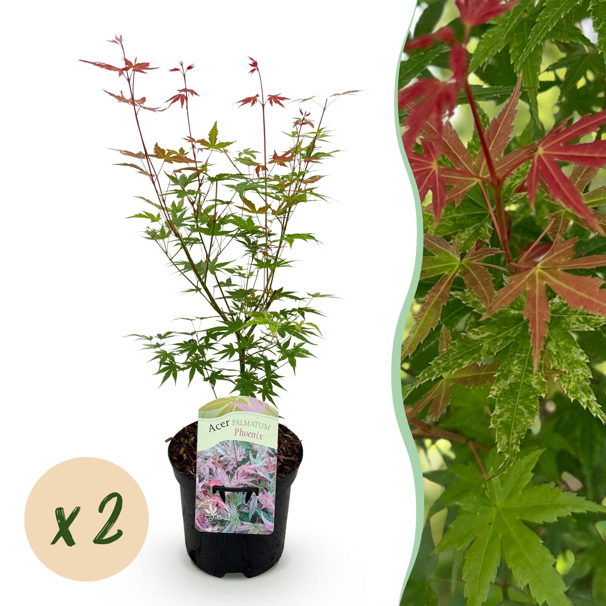Terrasplant - Japanse Esdoorn - Acer palmatum Phoenix - Roze - 2 Planten - Bladverliezend - Pot 19cm Hoogte 70cm