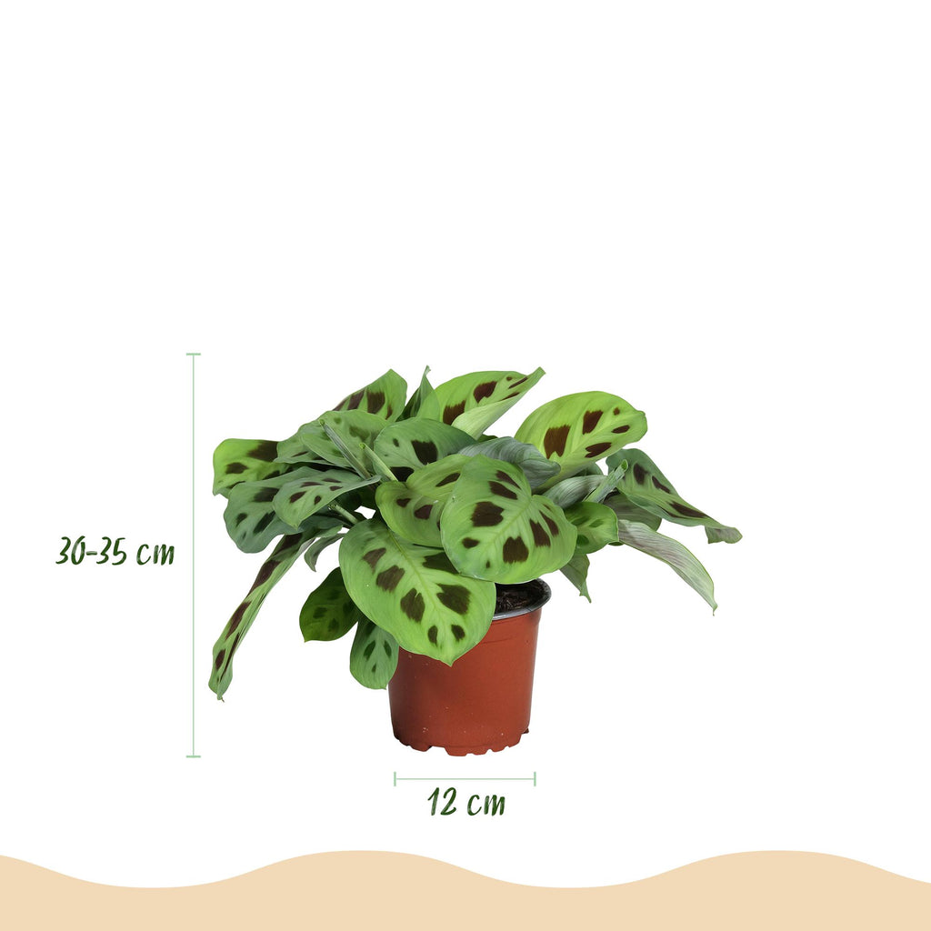 Kamerplant - Maranta Fascinator Kerchoveana - Zebraplant - Huisdiervriendelijke Plant - Groen - 2 Planten - met Potter Wit - Pot 12cm - Hoogte 25cm