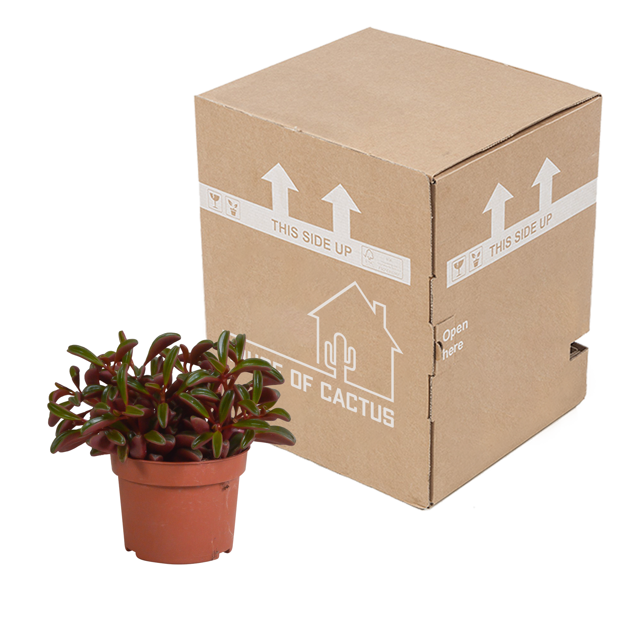 Peperomia graveolens - zonder pot