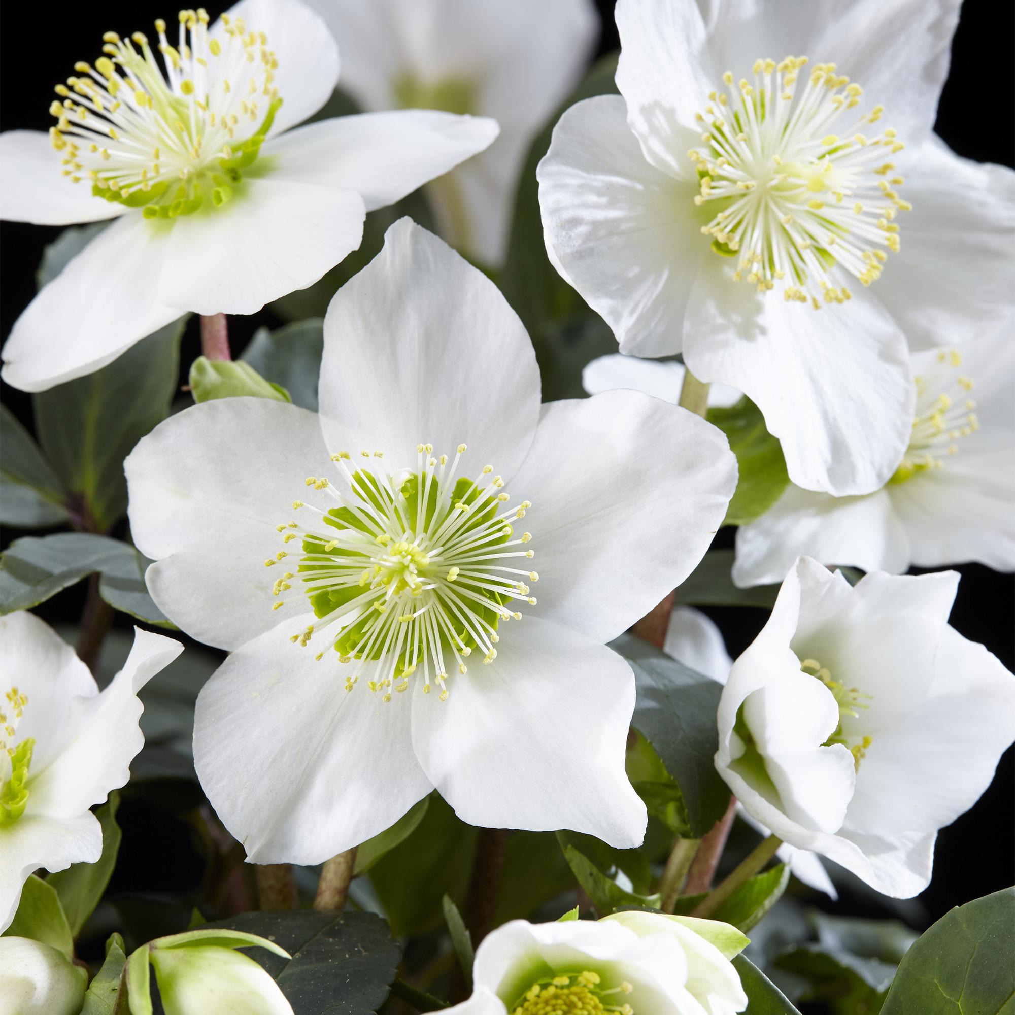 Tuinplant - Kerstroos - Helleborus Christmas Carol  - Witte Bloem - 6 Planten - Groenblijvend - Pot 10,5cm Hoogte 25cm