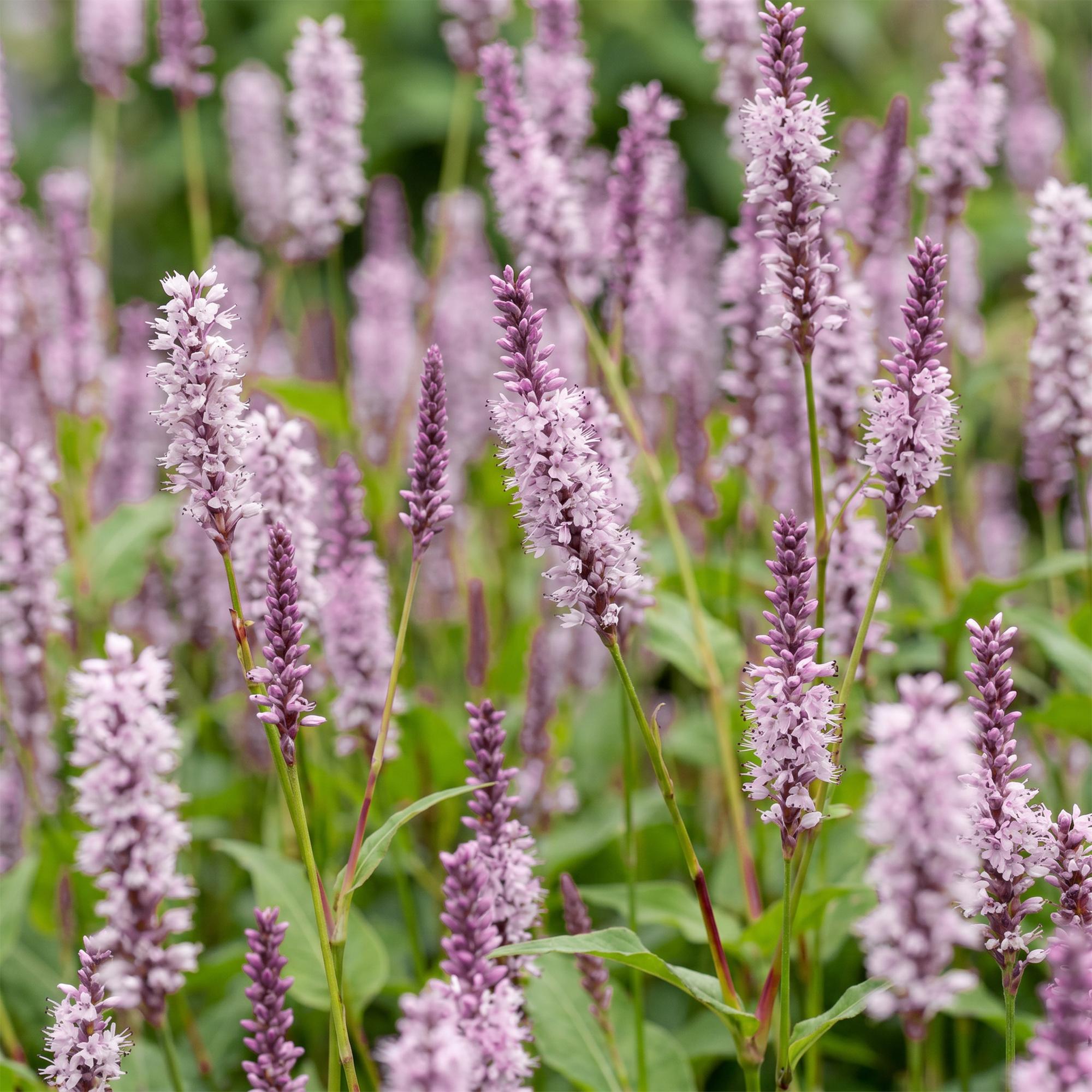 Vasteplant - Persicaria ampl. Rosea - Duizendknoop - Schaduw - Roze - 6 Planten - Pot 11cm - Hoogte 15-25cm
