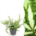 Kamerplant - Pteris cretica Albolineata - Lintvaren - Huisdiervriendelijke Plant - Groen - 1 Plant - met Potter Grijs - Pot 12cm - Hoogte 20cm