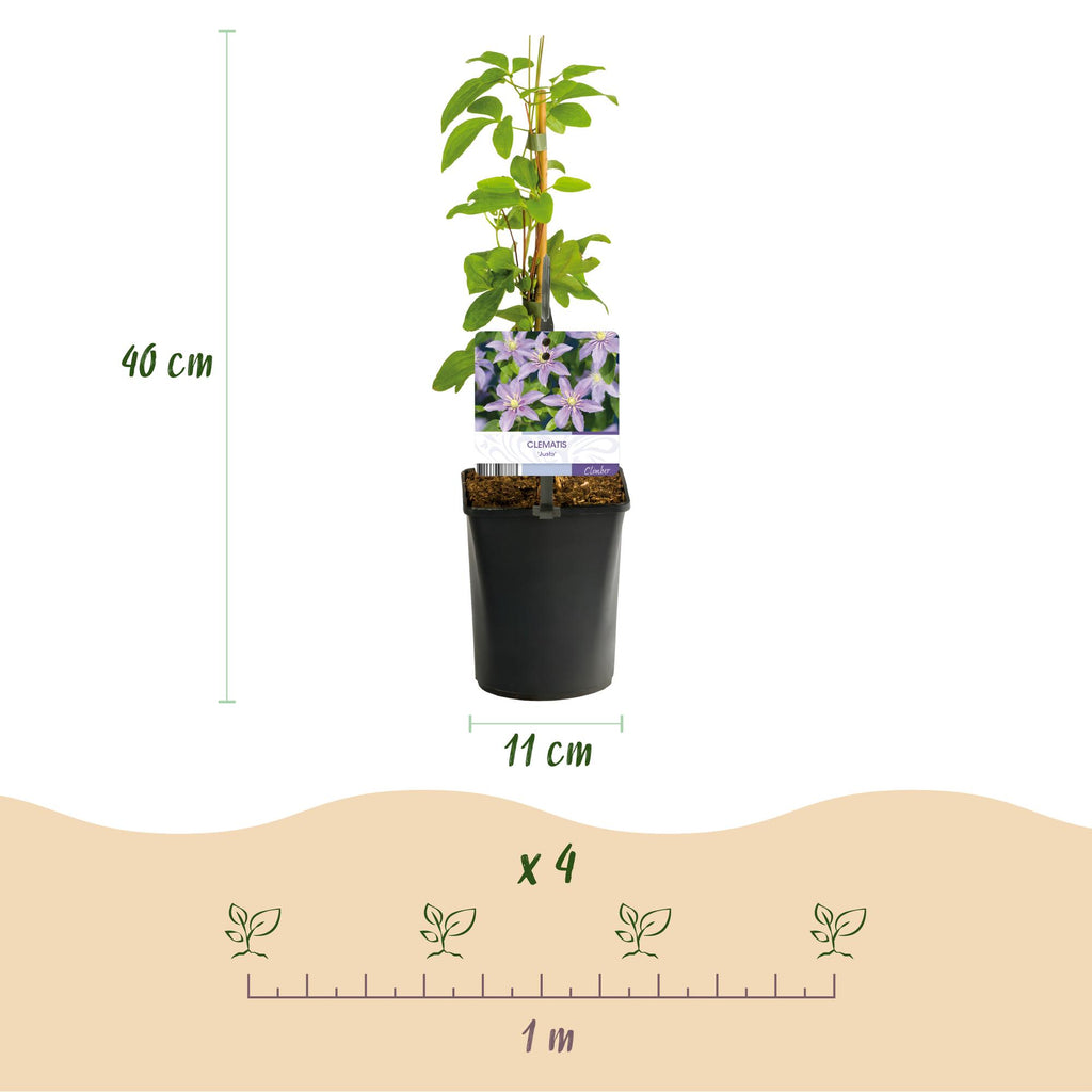 Klimplant - Clematis Justa - Bloem Licht Blauw - Weinig onderhoud -2 planten -  Pot 11cm Hoogte 40cm