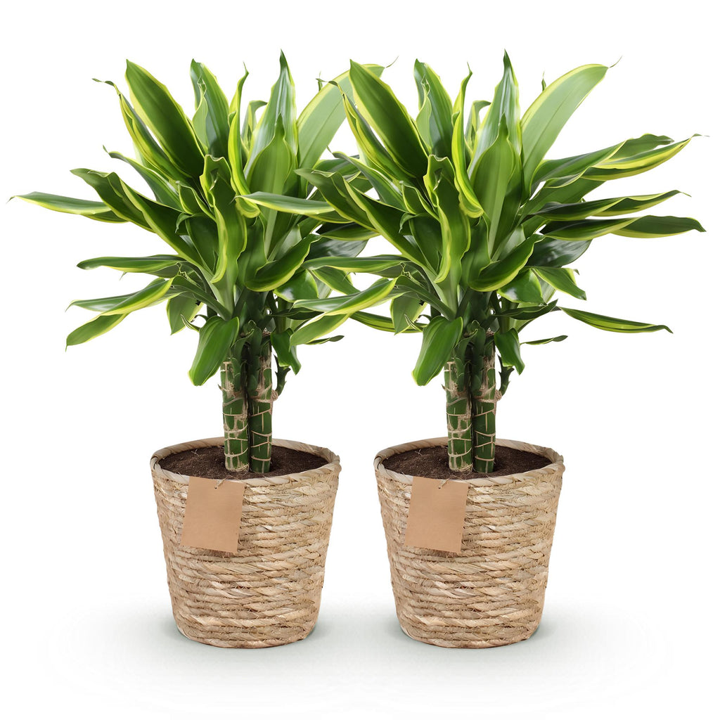 Green is... Kamerplanten - Dracaena fragrans Golden Coast - Drakenbloedboom - Weinig onderhoud - met mand - Groen - 2 Planten - Pot 17cm - Hoogte 50-55cm