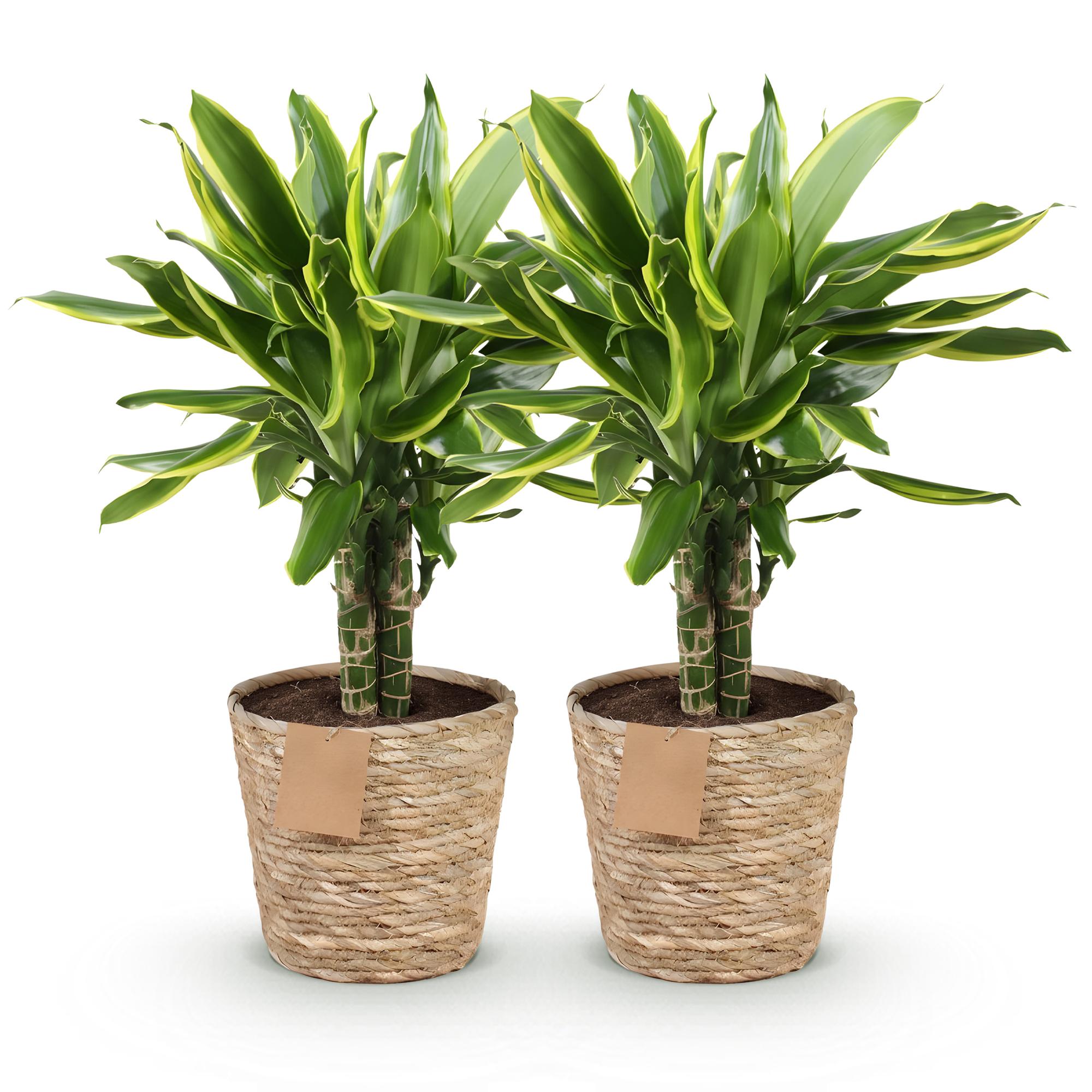 Green is... Kamerplanten - Dracaena fragrans Golden Coast - Drakenbloedboom - Weinig onderhoud - met mand - Groen - 2 Planten - Pot 17cm - Hoogte 50-55cm