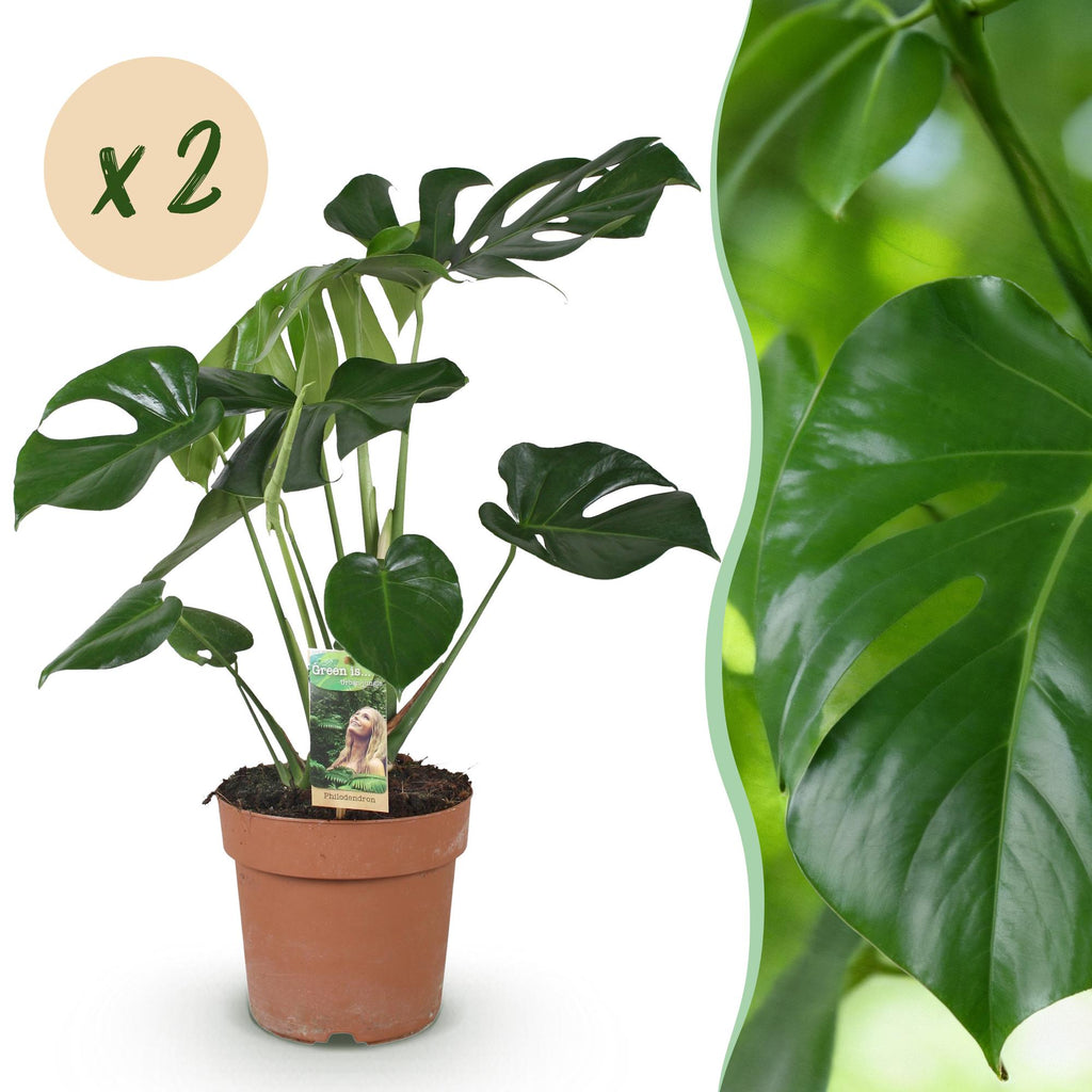 Green is... Kamerplanten - Monstera Deliciosa - Gatenplant - Weinig onderhoud - Groen - 2 Planten - Pot 17cm - Hoogte 50-55cm