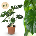Green is... Kamerplanten - Monstera Deliciosa - Gatenplant - Weinig onderhoud - Groen - 2 Planten - Pot 17cm - Hoogte 50-55cm