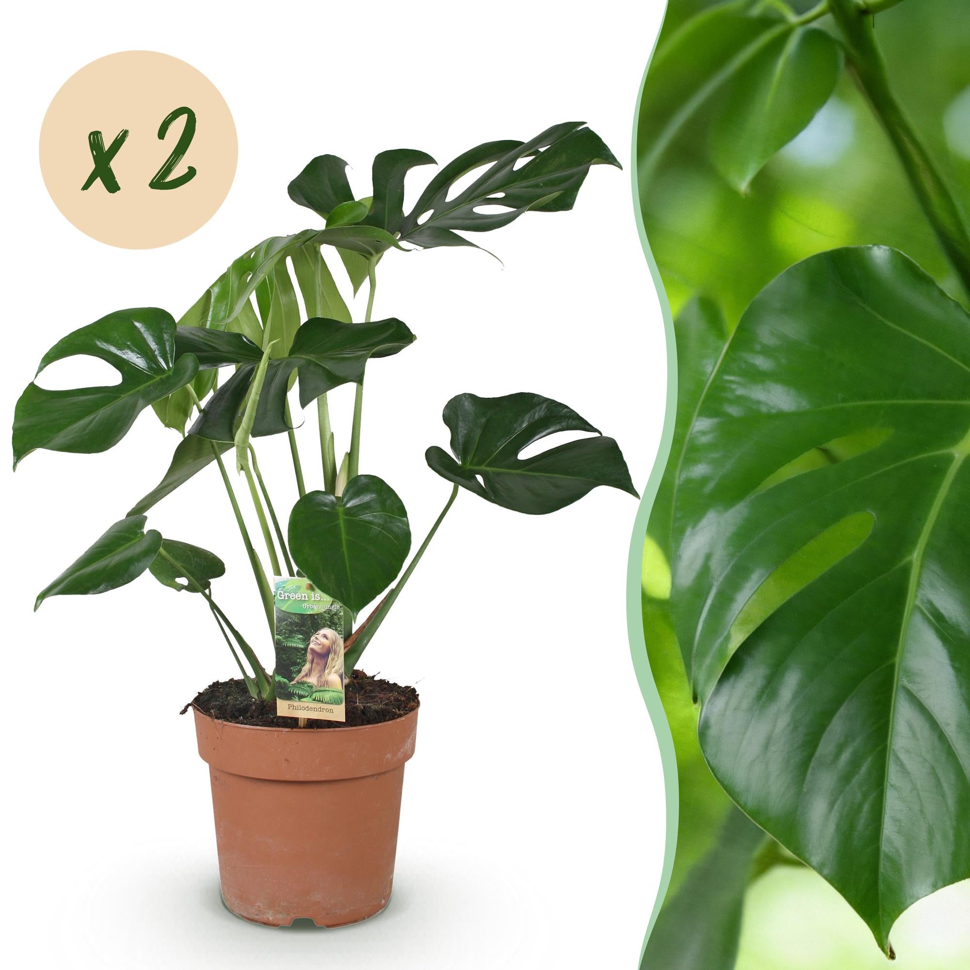 Green is... Kamerplanten - Monstera Deliciosa - Gatenplant - Weinig onderhoud - Groen - 2 Planten - Pot 17cm - Hoogte 50-55cm
