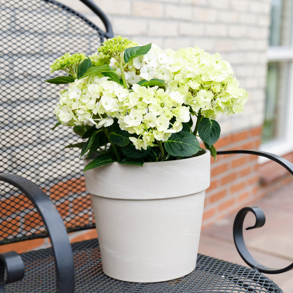 Terrasplant - Hortensia - Hydrangea Magical Nobless - Wit - 6-10 Bloemen - Pot 23cm Hoogte 55cm