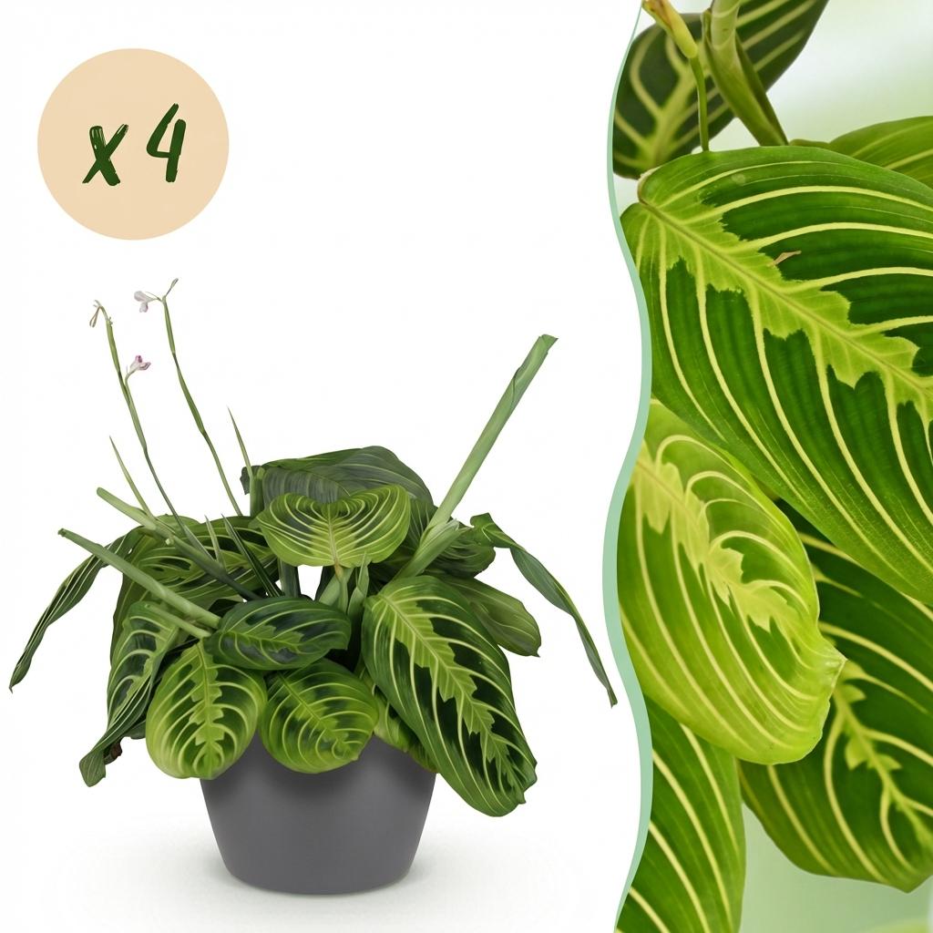 Kamerplant - Maranta Fascinator Lemon Lime - Gebedsplant - Huisdiervriendelijke Plant - Groen - 4 Planten - met Potter Grijs - Pot 12cm - Hoogte 25cm