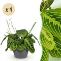 Kamerplant - Maranta Fascinator Lemon Lime - Gebedsplant - Huisdiervriendelijke Plant - Groen - 4 Planten - met Potter Grijs - Pot 12cm - Hoogte 25cm