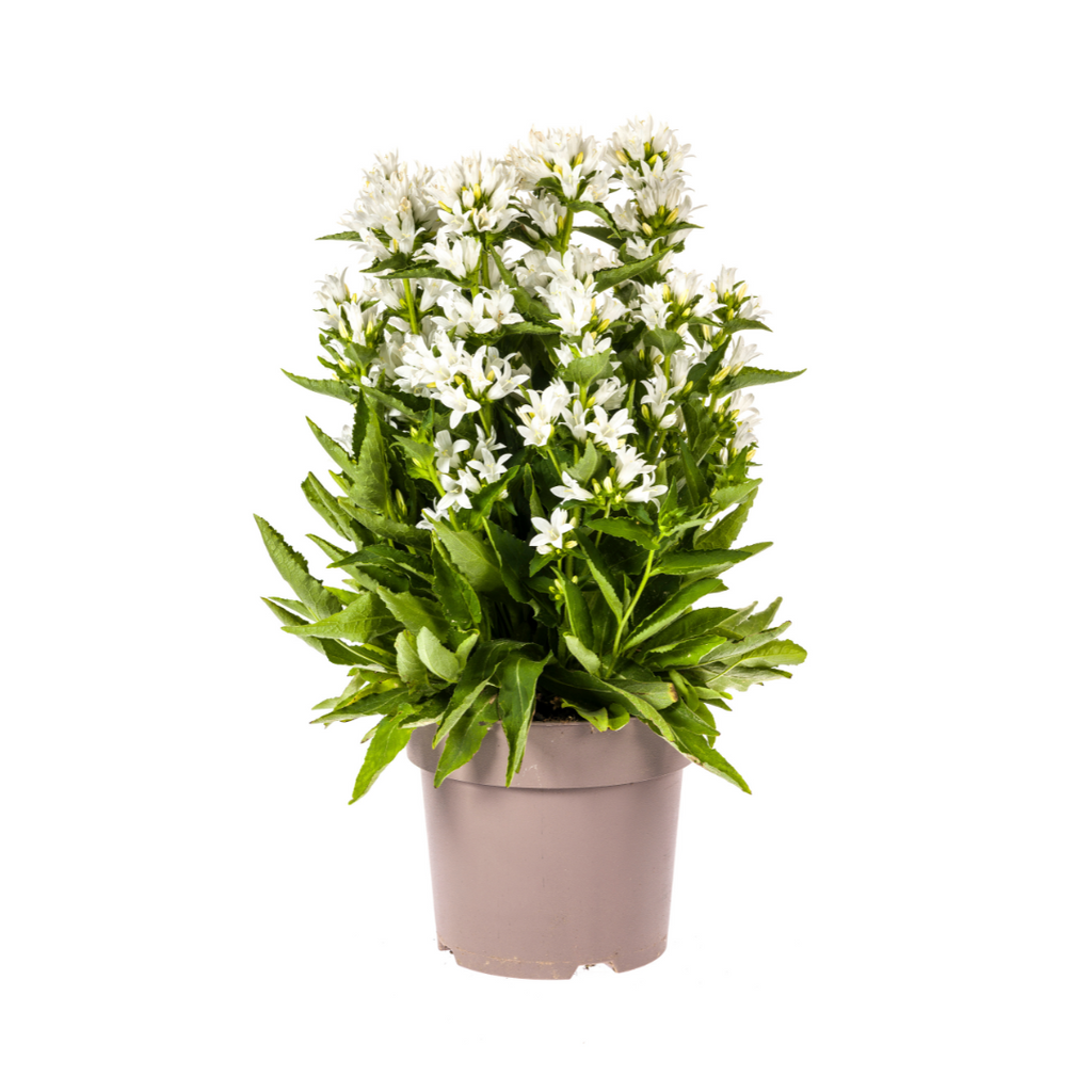 Campanula Glomerata Genti White Ø19cm - ↕30 - 40cm