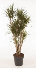 Dracaena Marginata vertakt - 160cm