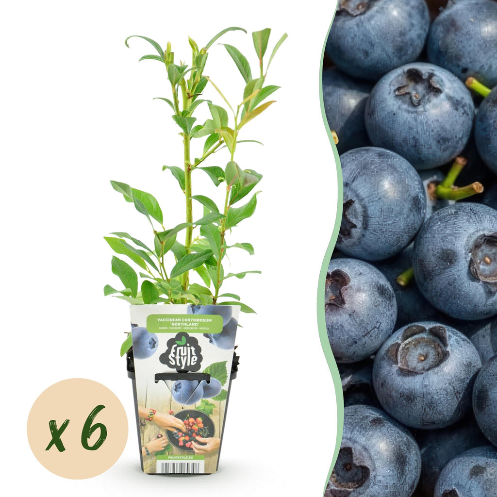 Fruitplanten - Blauwe Bes - Vaccinium corymbossum Northland - Winterhard - 6 Planten - Pot 9 cm - Blauwe Bes