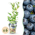 Fruitplanten - Blauwe Bes - Vaccinium corymbossum Northland - Winterhard - 6 Planten - Pot 9 cm - Blauwe Bes