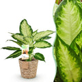 Green is... Kamerplanten - Diefenbachia Camilla - Dieffenbachia - Weinig onderhoud - met mand - Groen - 1 Plant - Pot 17cm - Hoogte 45-50cm