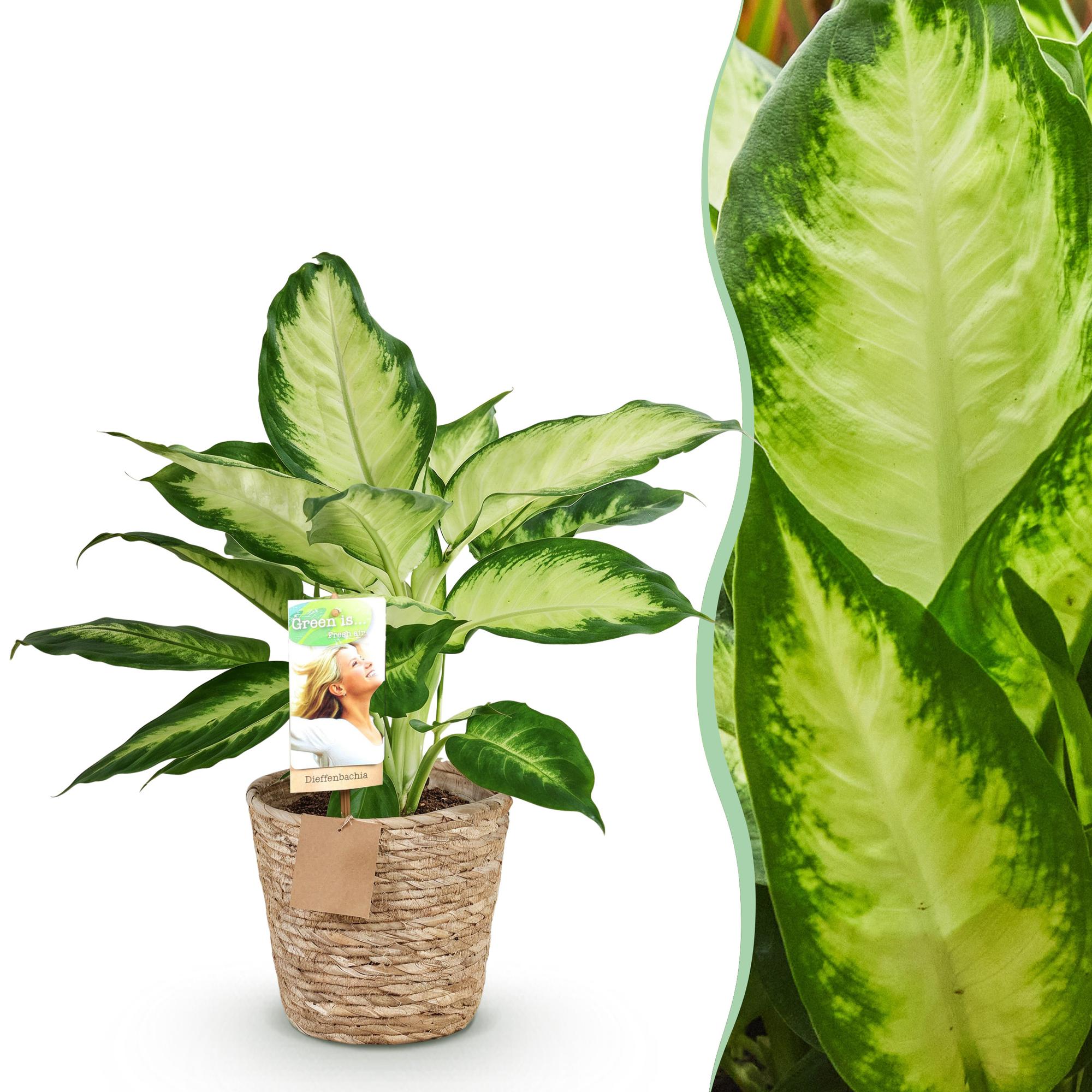 Green is... Kamerplanten - Diefenbachia Camilla - Dieffenbachia - Weinig onderhoud - met mand - Groen - 1 Plant - Pot 17cm - Hoogte 45-50cm