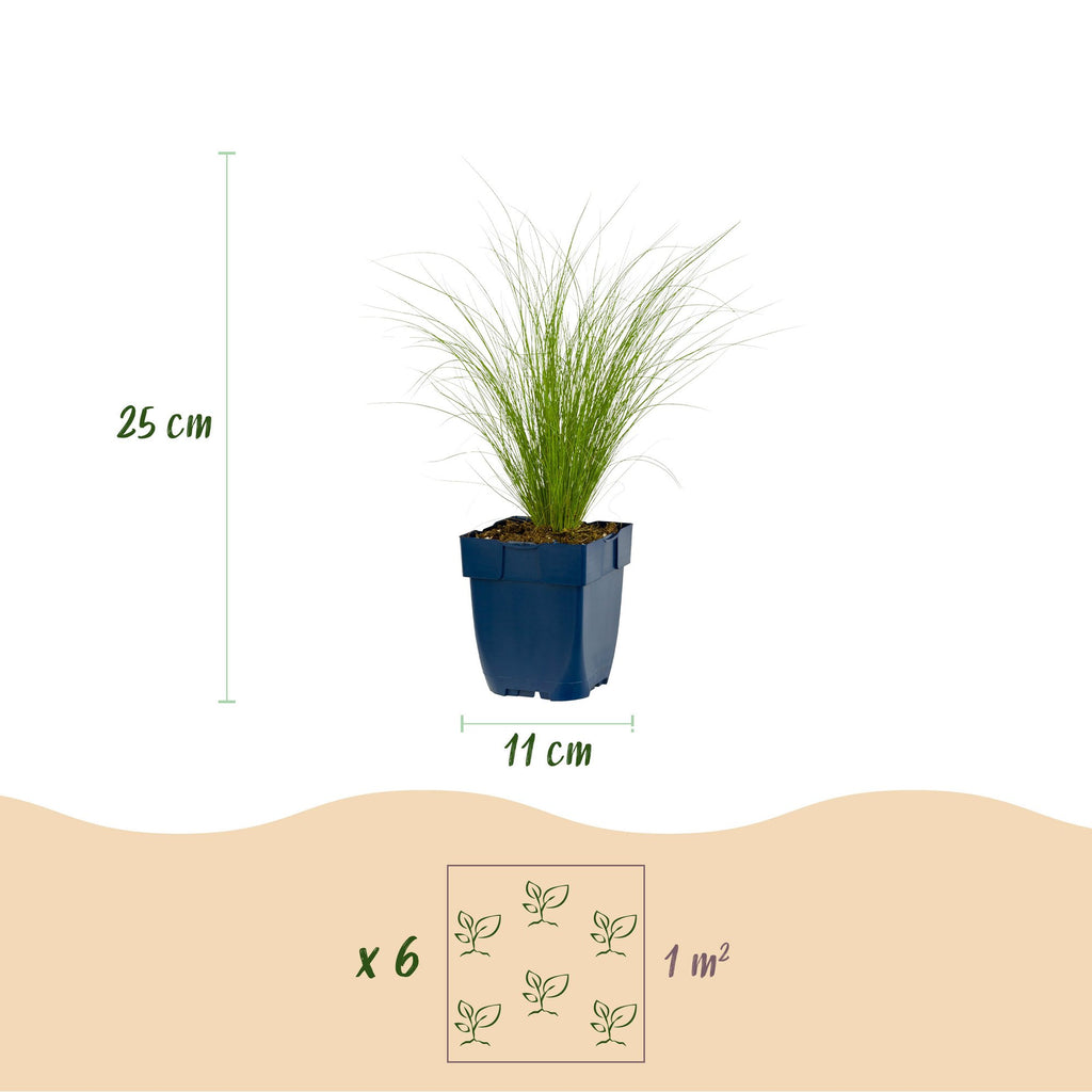 Grassen - Stipa tenuissima Ponytails - Vedergras - Groenblijvend - Groen - 1 Plant - Pot 11cm - Hoogte 15-25cm