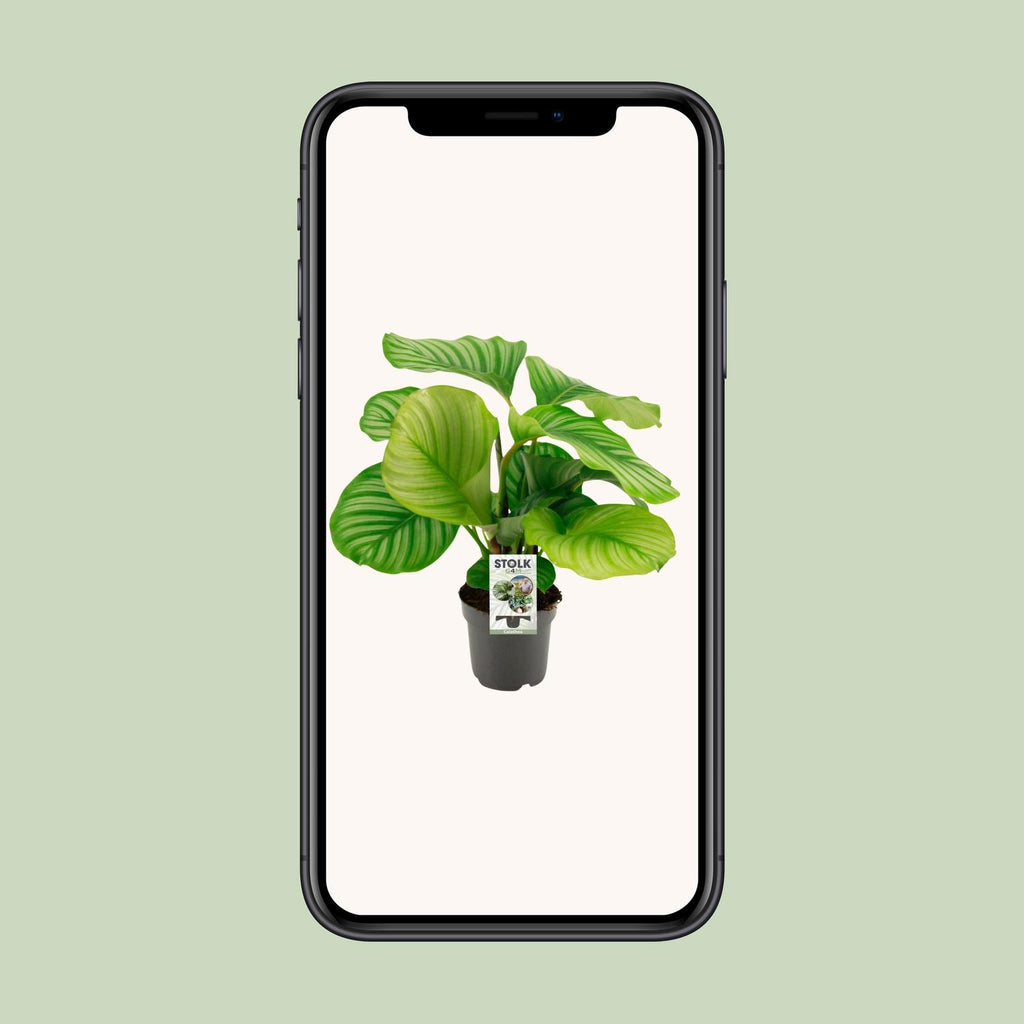Calathea Orbifolia - Ø14cm - ↕50cm