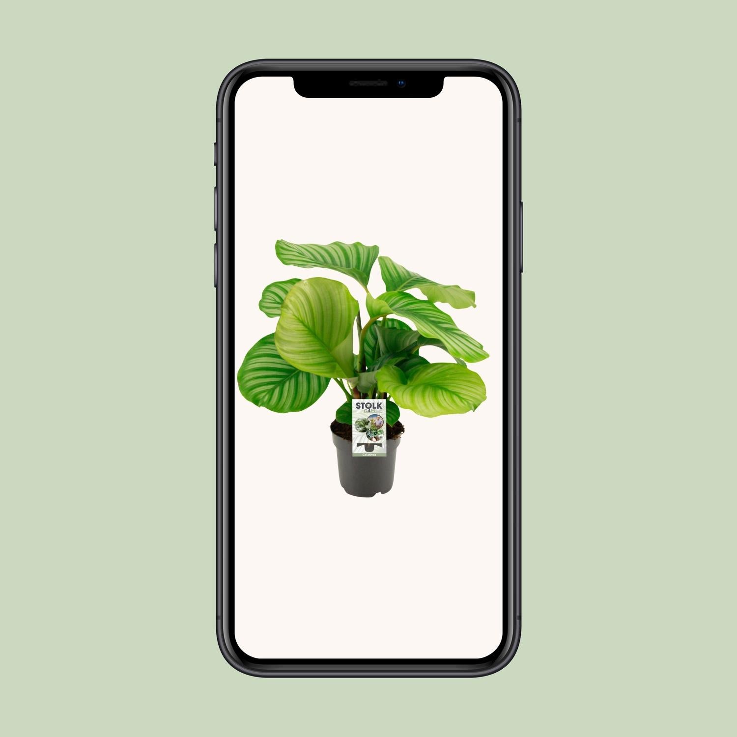 Calathea Orbifolia - Ø14cm - ↕50cm