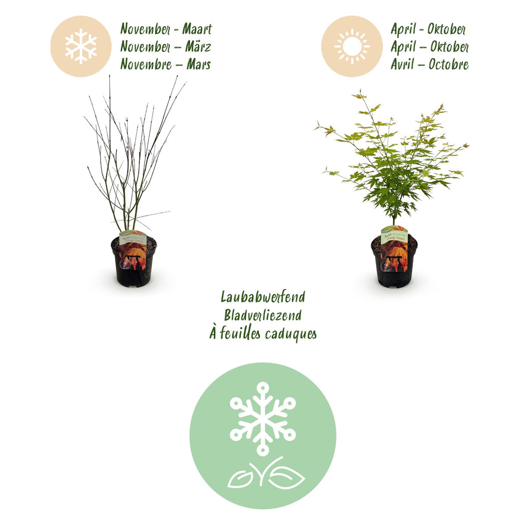 Terrasplant - Japanse Esdoorn - Acer palmatum Orange Dream - Oranje - 1 Plant - Bladverliezend - Pot 19cm Hoogte 70cm