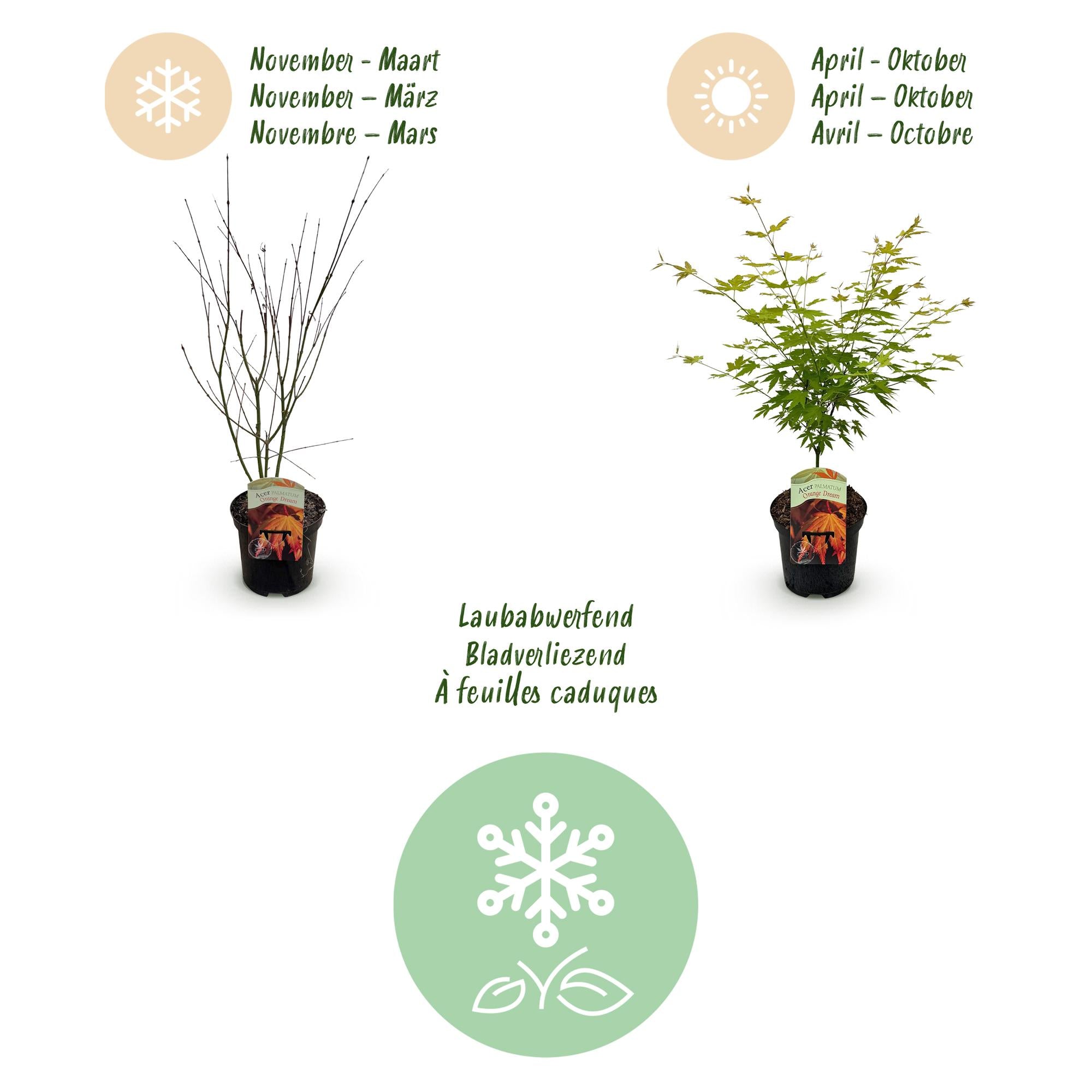 Terrasplant - Japanse Esdoorn - Acer palmatum Orange Dream - Oranje - 1 Plant - Bladverliezend - Pot 19cm Hoogte 70cm