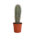 Pachycereus pringlei - 17cm - zonder pot