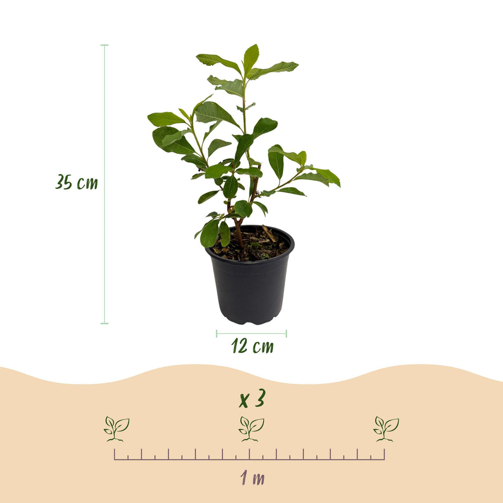 Tuinplant - Cornus Florida - Bloem Wit-Roze - 1 Plant - Bladverliezend - Weinig Onderhoud - Pot 12cm Hoogte 35cm