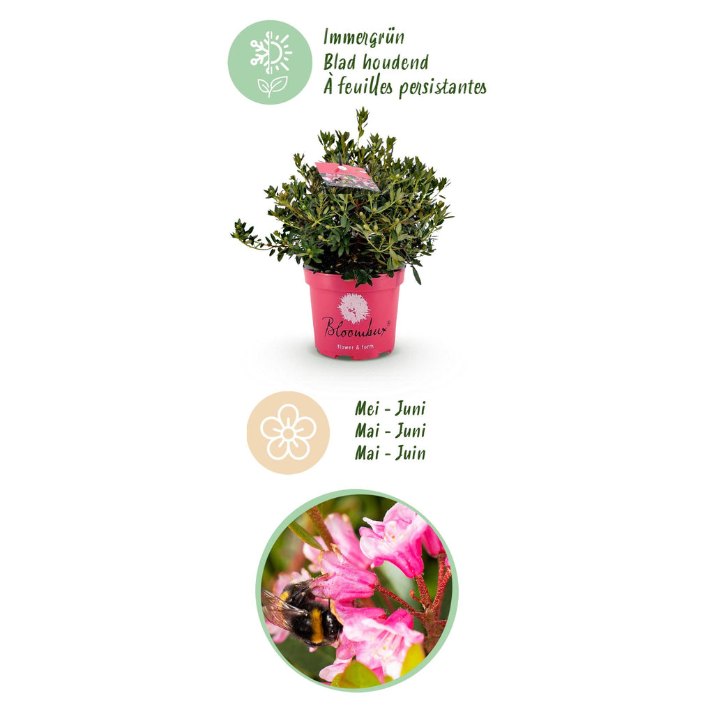 Dwerg Rhododendron - Rhododendron Bloombux Magenta - Bloeiende Buxus - Weinig Onderhoud - Roze Bloem - 1 Plant - Pot 23cm - Hoogte 45-55cm