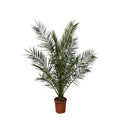 Phoenix Canariensis - 170 cm - Ø27cm