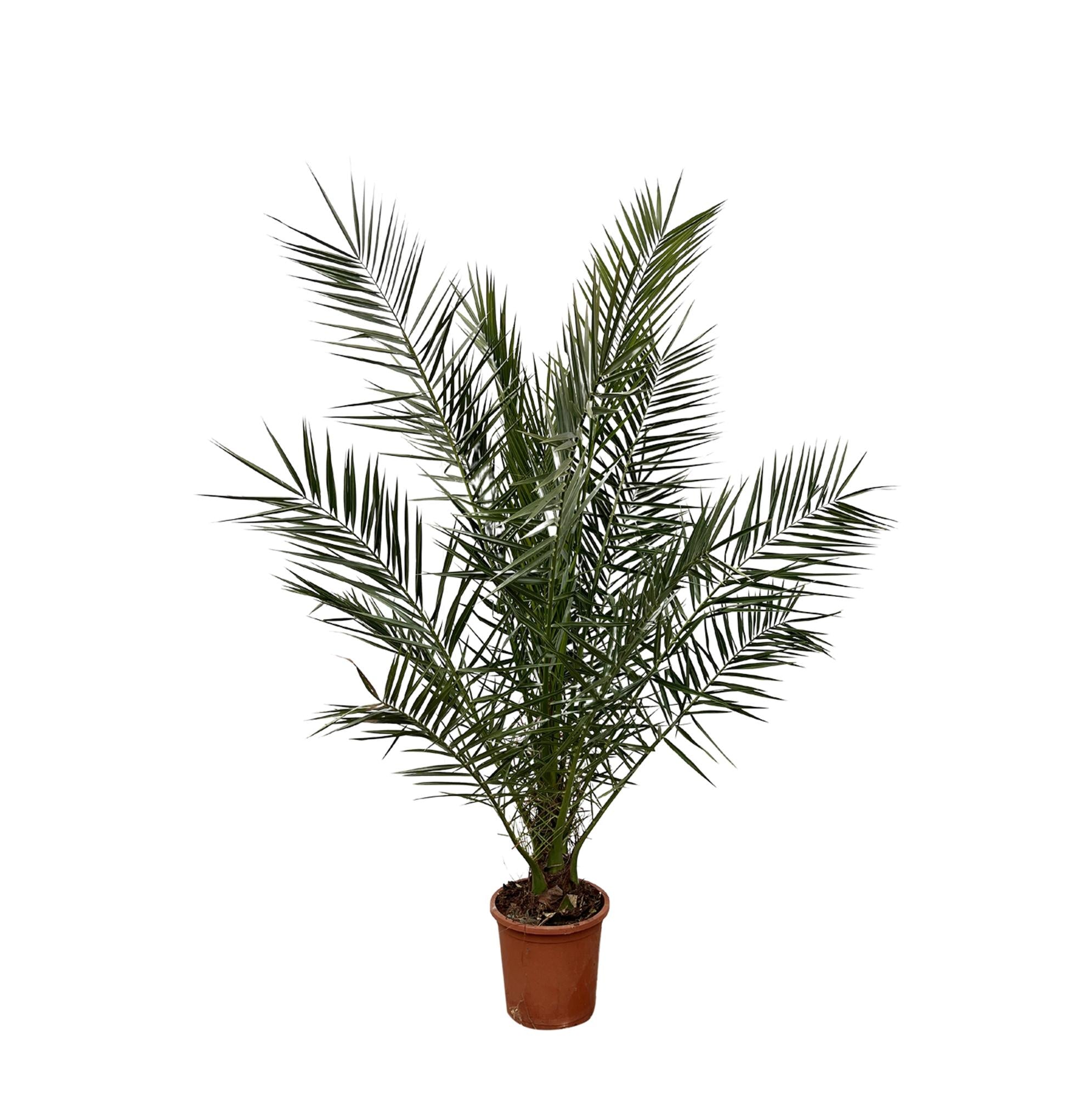 Phoenix Canariensis - 170 cm - Ø27cm