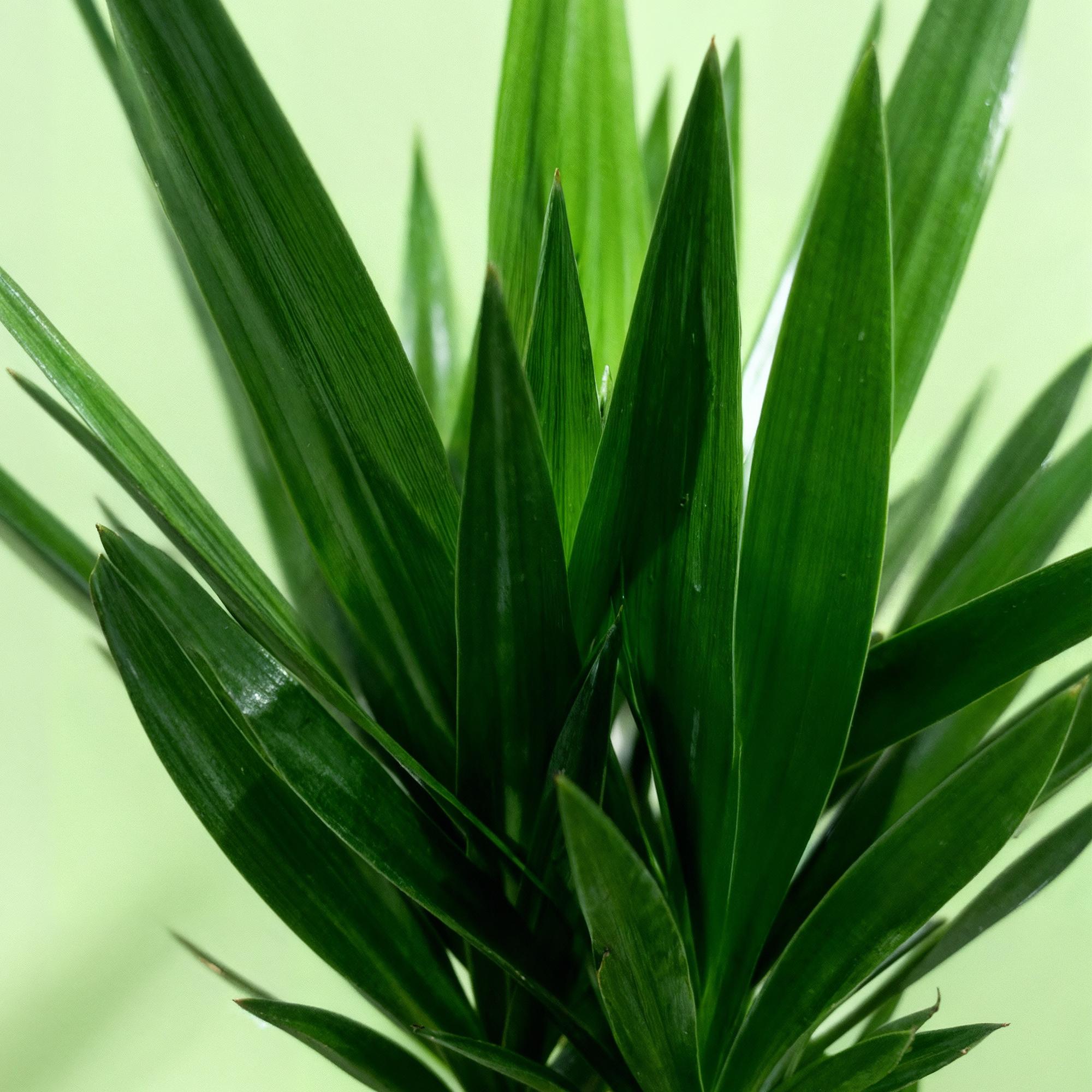 Kamerplant - Yucca elephantipes - Yucca - Weinig onderhoud - Groen - 1 - Pot 24cm - Hoogte 140cm