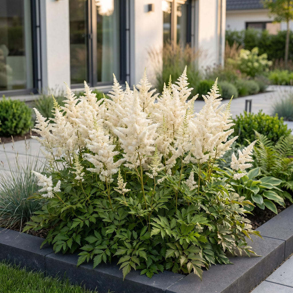 Vasteplant - Astilbe (J) Deutschland - Pluimspirea - Schaduw - Wit - 12 Planten - Pot 11cm - Hoogte 15-25cm
