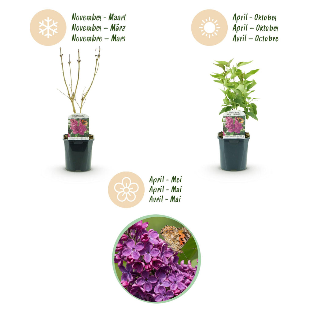 Tuinplant - Syringa vulgaris Ludwig Spath - Gewone Sering - Winterhard - Paars - 1 Plant - Pot 17cm - Hoogte 45cm